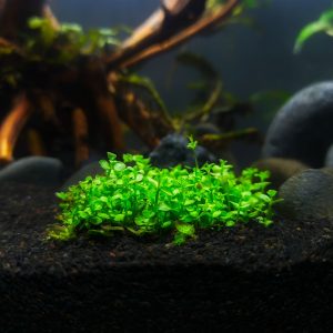 Monte carlo (Micranthemum tweediei).