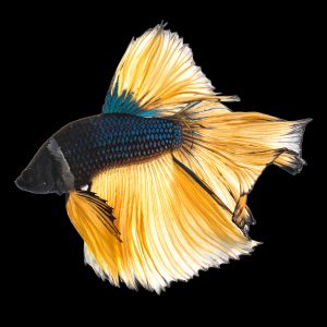 Mustard gas betta fish (Betta splendens).