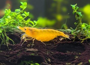 Orange pumpkin neocaridina shrimp with eggs.