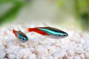 Neon tetra fish (Paracheirodon innesi).