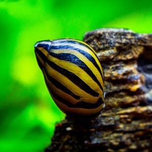 nerite snail algae eater