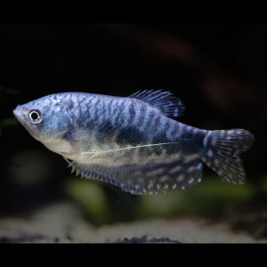 Opaline gourami fish (Trichopodus trichopterus).
