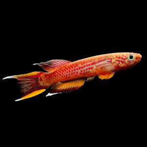 Orange australe killifish (Aphyosemion australe).
