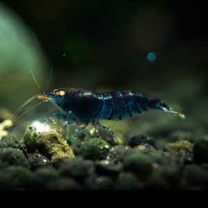 orange eyed blue tiger shrimp