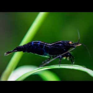 orange eyed royal blue tiger shrimp