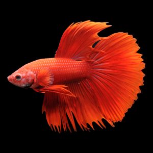 Orange half sun betta fish (Betta splendens).