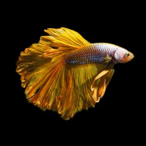 Orange rosetail betta (Betta splendens)