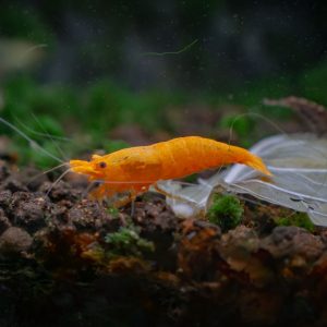 orange sunkist shrimp