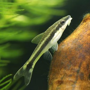 Otocinclus catfish ( Otocinclus vittatus)