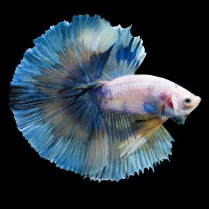 Over half moon betta fish (Betta splendens).