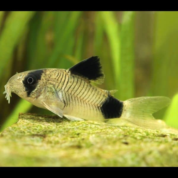 Panda corydora fish (Corydoras panda)