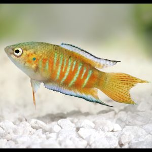 Paradise gourami fish (Macropodus opercularis).