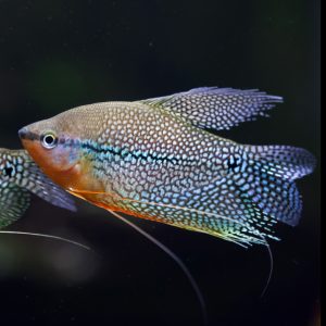 Pearl gourami fish (Trichopodus leerii).