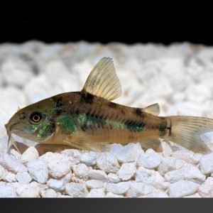 Pepper corydora catfish (Corydoras paleatus).