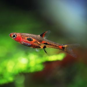 Phoenix rasbora (Boraras merah)