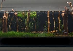 Planted tank with many vertical tree brances
