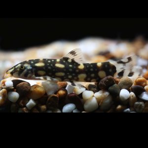 Polka dot loach fish (Botia kubotai).