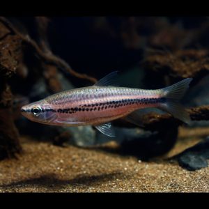 Porthole rasbora (Rasbora cephalotaenia).
