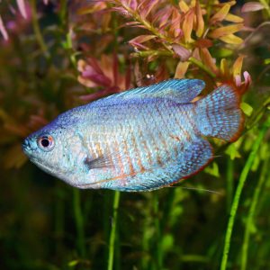 powder blue dwarf gourami freshwater fish