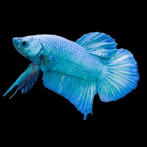 Powder blue plakat fish (Betta splendens).