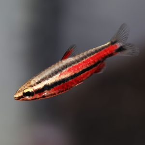Purple pencilfish (Nannostomus rubrocaudatus).