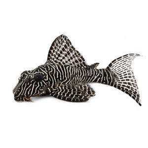 Queen arabesque pleco catfish (Hypancistrus sp. L260.