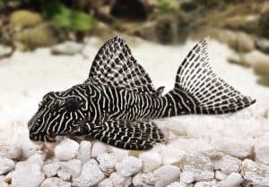 Queen arabesque pleco catfish on white gravel