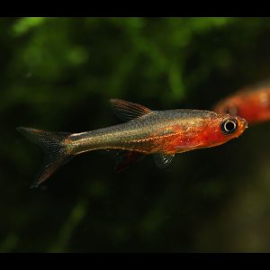 Red axelrodi rasbora (Sundadanio retiarius).