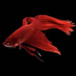 Red betta fish (Betta splendens).