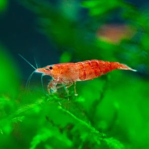red cherry shrimp