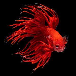 Red crown tail betta fish (Betta splendens).