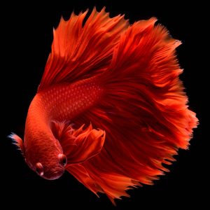Red feather tail betta fish Betta splendens).