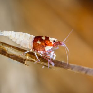 red german spotted head shrimp