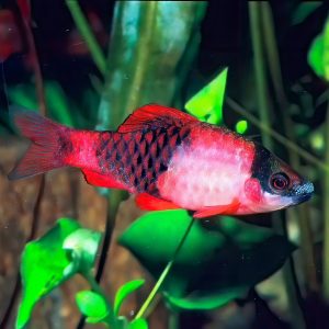 Red panda melon barb (Haludaria fasciata).