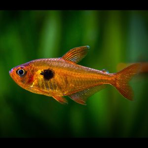 Red phantom tetra fish (Hyphessobrycon sweglesi).