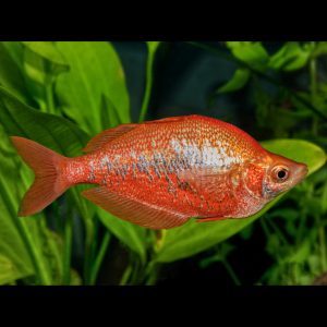 Red rainbowfish (Glossolepis incisus).