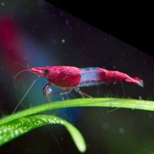 red rili shrimp