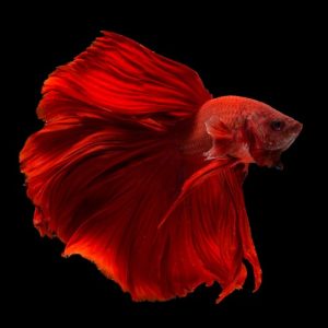 Red rose tail betta fish (Betta splendens).