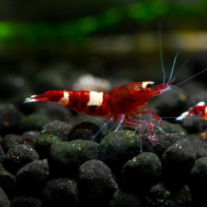 red panda shrimp