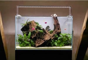 Freshwater aquascape aquarium with big natural root, live plants such as anubias, pteropus trident.