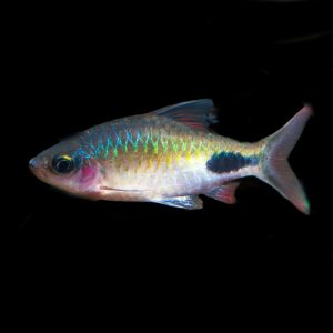 Rohani barb (Dawkinsia rohani).
