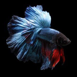 Rose tail betta fish (Betta splendens).