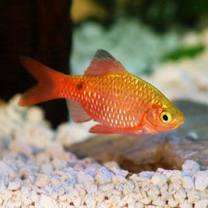 Rosy barb (Pethia conchonius).