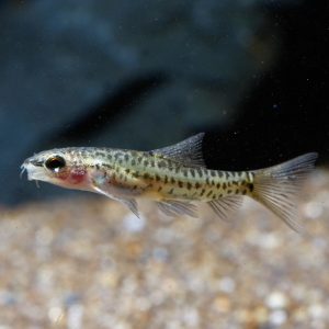 rosy loach fish side profile