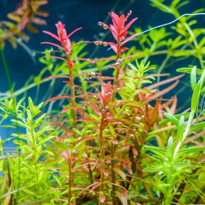 rotala rotundifolia planted tank