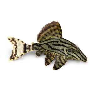 Royal pleco catfish (Panaque nigrolineatus).