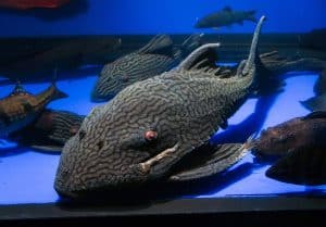 Large royal pleco catfish