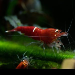 rube red bee shrimp one stripe