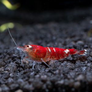 ruby red bee shrimp two stripe