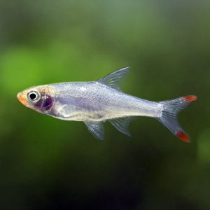 Rummy Nose rasbora (Sawbwa resplendens).